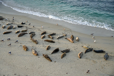 在加利福尼亚州圣地亚哥的拉霍亚，海狮和海豹在阳光下的小海湾里打盹。