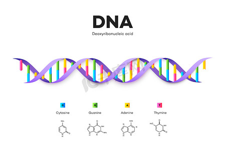 DNA 的分子结构。