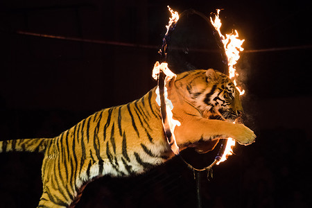 tiger摄影照片_Circus.Tiger 跳火