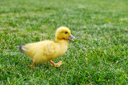 刚出生的小鸭子在后院的绿草上行走。