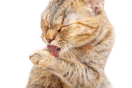虎斑猫用舌头洗爪子。