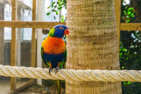 彩虹鹦鹉的特写肖像，来自澳大利亚的彩色热带鸟类