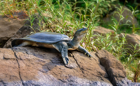 印度软壳龟又名 Gangetic Softshell 龟，Nilssonia gangetica，在马哈纳迪河岸的一块岩石上晒日光浴，有复制空间