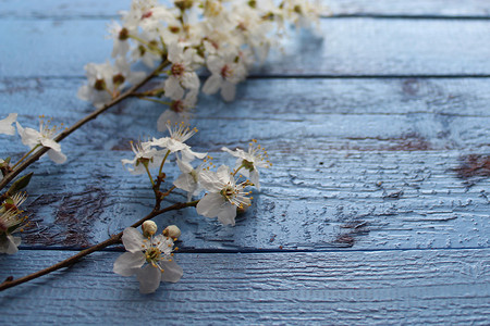 板蓝花摄影照片_蓝色木板上的春花
