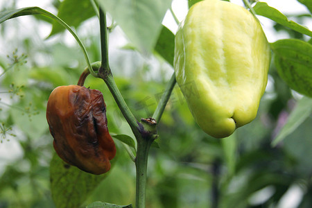 坏死病摄影照片_一个灌木上的腐烂和成熟的胡椒。