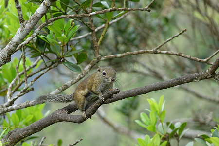晴天沙巴神山松鼠特写动物世界摄影图