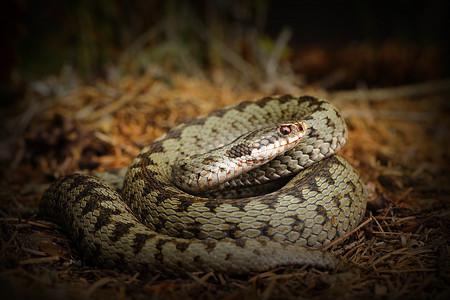 毒蛇摄影照片_欧洲交叉毒蛇，森林地面上的蛇