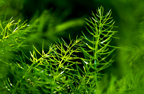 自然背景下芦笋蕨的新鲜绿色细叶