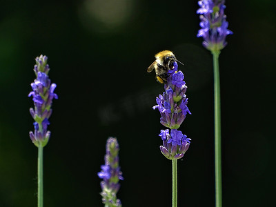 一只蜜蜂从薰衣草花中采集花蜜