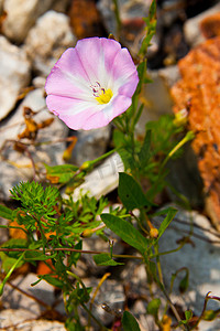 从一些岩石中长出的紫色和白色野花的特写镜头