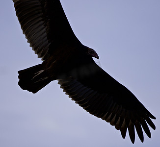 空中有一只秃鹰的孤立图片