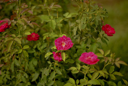 花园里五颜六色、美丽、精致的红玫瑰，美丽的红玫瑰花园