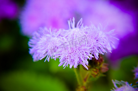 因斯布鲁克的蓝牙线花或蓝貂、蓝草、猫脚、墨西哥画笔