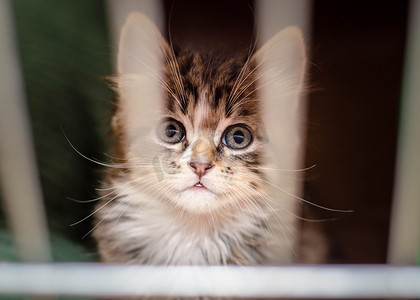 笼子里的小猫透过栅栏看，眼睛里有杆子的反射