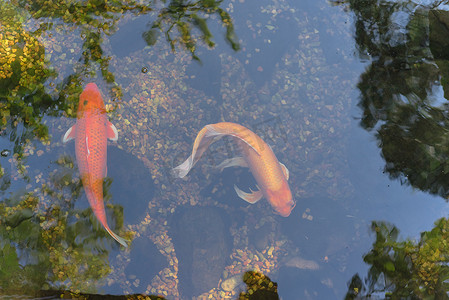 烫金色锦鲤摄影照片_美国德克萨斯州达拉斯附近植物园的清澈池塘里，可以看到两条美丽的锦鲤在清澈的池塘里游泳