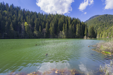 碧绿的湖水和常绿的森林