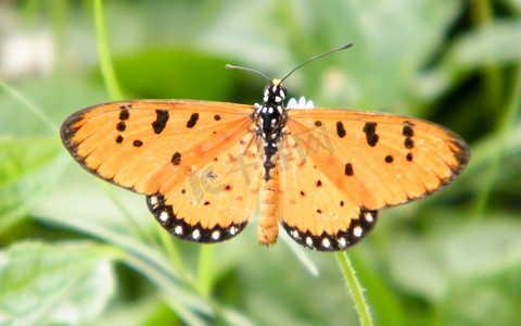 绿色植物叶子上的蛾蝶 (Rhopalocera) 昆虫动物。