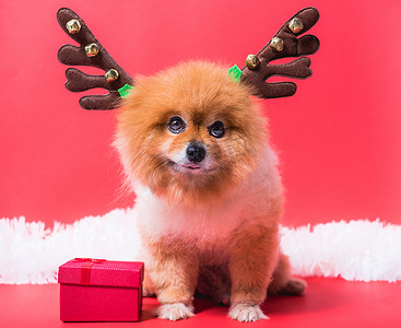 特写吉娃娃狗在驯鹿、圣诞鹿中的滑稽肖像