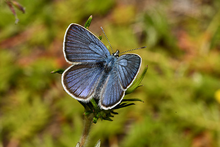 坐在草地上的 golubyanka 蝴蝶