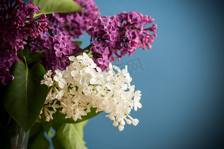 花束妈妈摄影照片_白色背景中不同盛开的春丁香花束