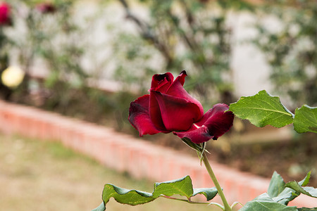 开放的花朵摄影照片_美丽的玫瑰色彩缤纷（花瓣、叶子、花蕾和开放的花朵）