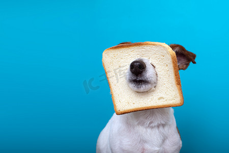 可爱的狗头上戴着切片面包