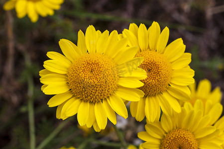 Cota tinctoria (Anthemis tinctoria) 金色光芒