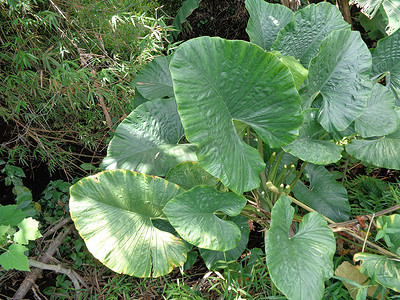 关闭具有自然背景的芋头叶（Colocasia esculenta，talas）。 