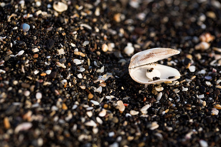 小海贝壳和沙子上的石头。