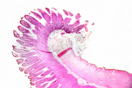 上皮组织摄影照片_显微镜摄影。