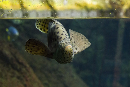 水族馆里自私的鱼，鱼的特写肖像。