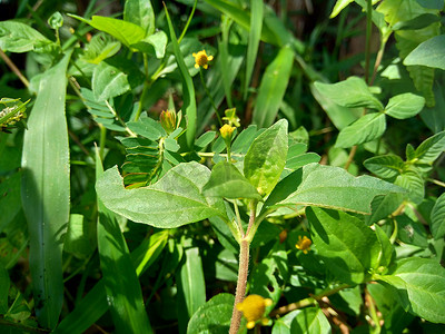 具有自然背景的 Acmella oleracea（牙痛植物、paracress、四川纽扣、嗡嗡声纽扣、丁花、电雏菊）。