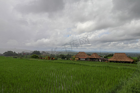 Jatiluwih Rice Terrace，风景如画，稻谷起伏