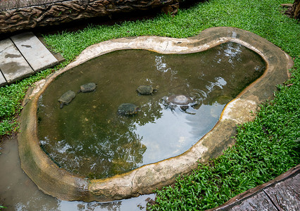 一群海龟在公共花园的小池塘里游泳。