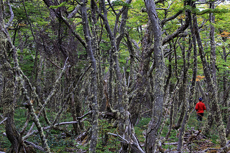 Lenga 山毛榉树林，Nothofagus Pumilio，帕里拉尔泻湖国家保护区，智利