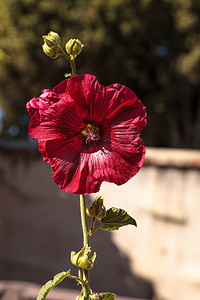 深红色花摄影照片_常见蜀葵 Alcea Rosea 的深红色花