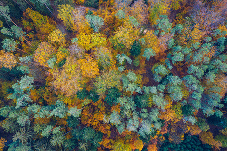 秋季森林空中自上而下的景观，有绿色和黄色的树