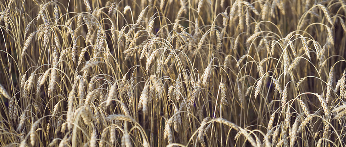 小麦茎与谷物用于面粉生产，麦田。
