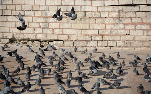 和平的白鸽摄影照片_生活在城市环境中的孤独鸟