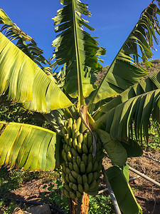 天宝香蕉摄影照片_长满香蕉的香蕉树