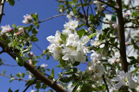 梨花树摄影照片_春天美丽的开花树梨。