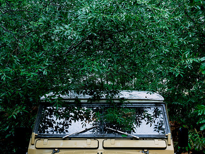 绿色的叶子覆盖在旧的 safari 汽车上。