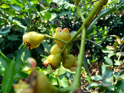 yzygium aqueum（水玫瑰苹果、水苹果、铃果）花与自然背景。