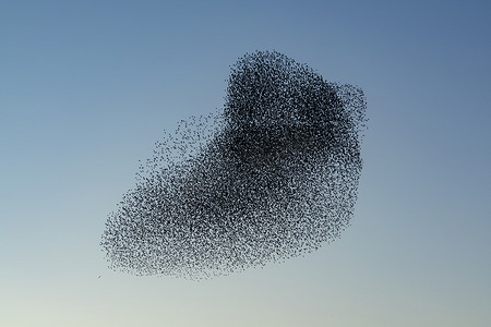 美丽的大群八哥 (Sturnus vulgaris)。