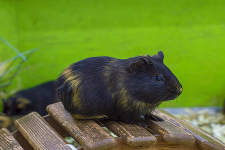 猪可爱动物摄影照片_天竺鼠，荷兰猪;供实验的人或动物。