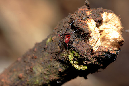 红蜘蛛摄影照片_树枝上的红蜘蛛