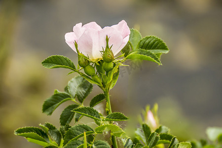 玫瑰花枝摄影照片_季节花园中的玫瑰花枝