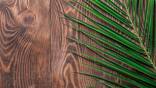棕色木质背景上的棕榈叶，复制空间
