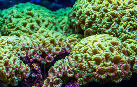 大花珊瑚的特写，来自加勒比海的石珊瑚，海洋生物背景