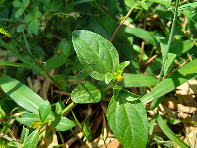 具有自然背景的 Acmella oleracea（牙痛植物、paracress、四川纽扣、嗡嗡声纽扣、丁花、电雏菊）。